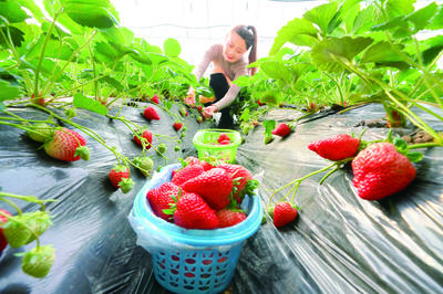 合作社助推鄉村振興