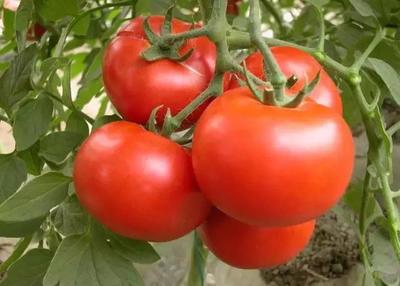 2018年北京農業好基地丨北京市龍灣巧嫂果品產銷專業合作社