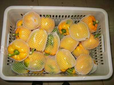 大量供應2013年新鮮五彩椒圖片,大量供應2013年新鮮五彩椒圖片大全,壽光碧龍蔬菜果品-
